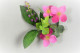 Fuschia (small)